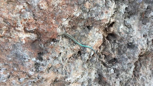 Gecko, Eidechse mit blauen Schwanz 