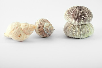 Sea shell decoration