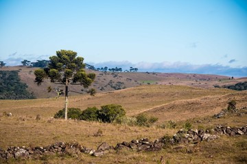 Pinheiro Arauc&aacute;ria
