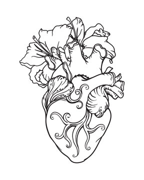 Stylized anatomical Human Heart drawing. Heart with white lilies in romantic style.
