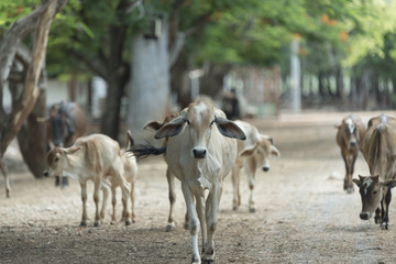 Naklejka na ściany i meble cattle in local farm field, Thailand