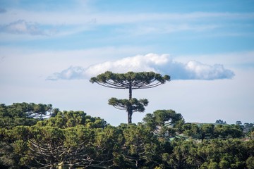 Pinheiro Arauc&aacute;ria