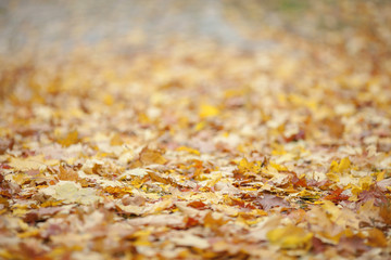 Detail of fallen leaves with soft bokeh