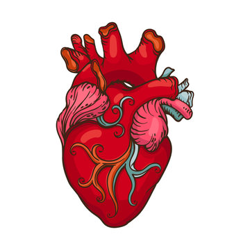 Drawing of stylized Human Heart