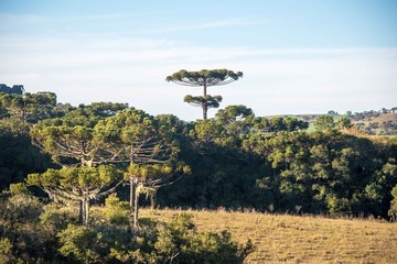 Pinheiro Arauc&aacute;ria