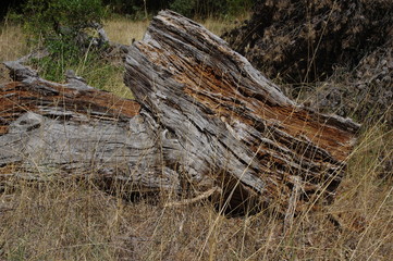 Obraz premium Totholz