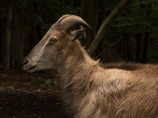 tahr in the forest