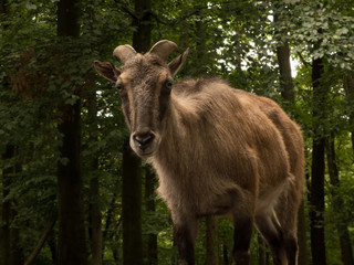 tahr in the forest