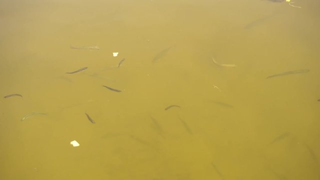 Hungry fish eats pieces of bread