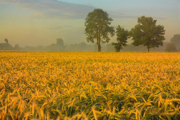 Pejzarz polny © Grzegorz