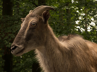 tahr in the forest