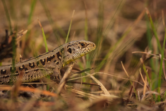 Jaszczurka zwinka Lacerta agilis