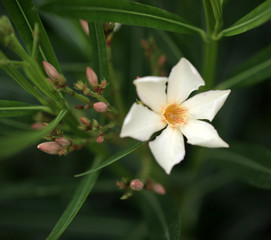 Obraz na płótnie Canvas oleander - beautiful poisonous flower in the garden