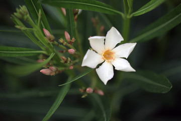 Fototapeta premium oleander - beautiful poisonous flower in the garden