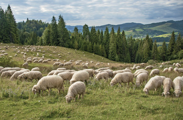 Owce w górach © Aleksandra Madejska