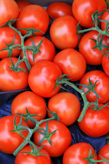 Big bunch of tomatoes at vine