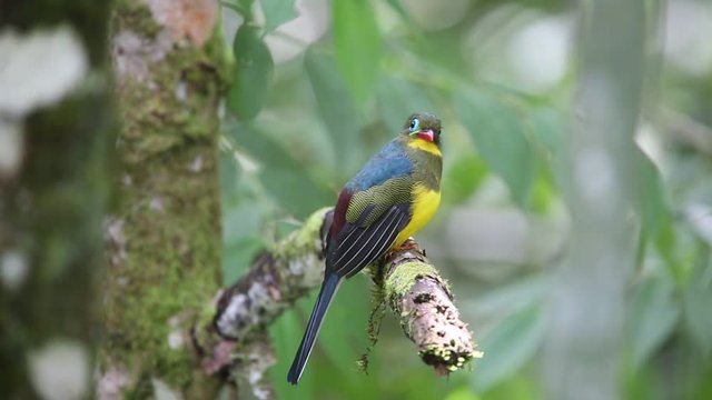 Sumatran trogon (Apalharpactes mackloti) in Sumatra,Indonesia 