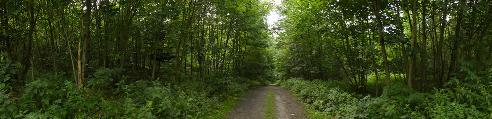 Naklejka premium panorama z drzewami w lesie