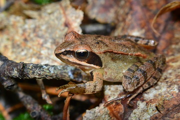 Rana temporaria brown frog