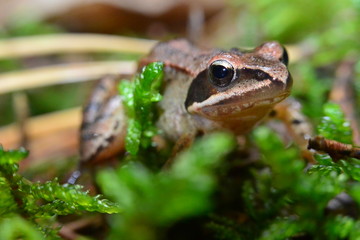 Rana temporaria brown frog