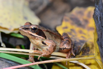 Obraz premium Rana temporaria brown frog