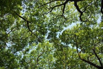Branches and leaves of big tree in forest : up view