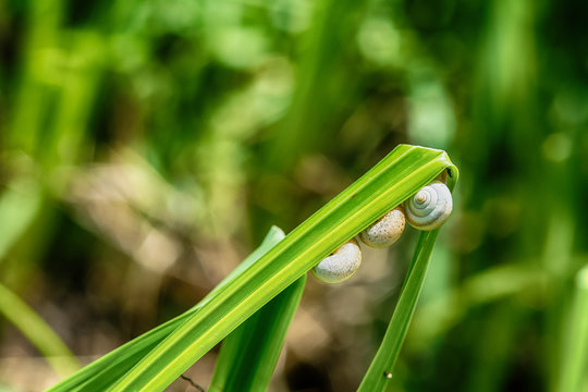 Snails on a grass, closeup 