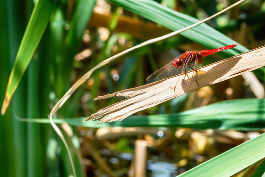 Red dragonfly