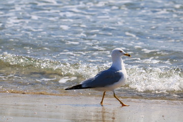 Fototapeta premium SeaGull