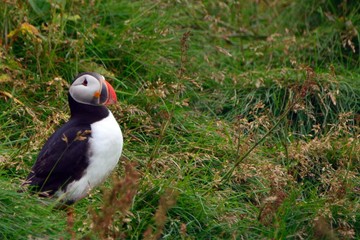 Atlantic puffin, Dyrholaey, Iceland