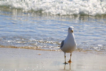 SeaGull