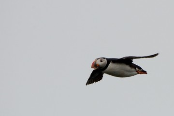Atlantic puffin, Dyrholaey, Iceland