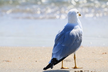 SeaGull