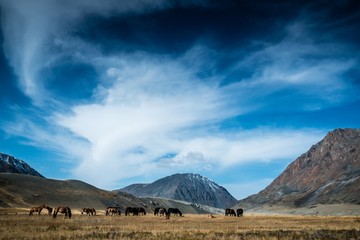 Wild horses grazing in Mongolian valley with beautiful skies