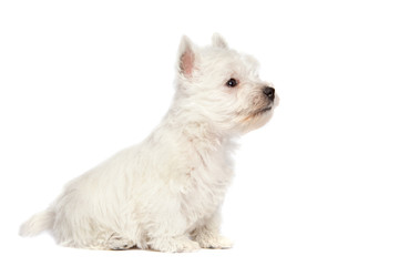 West Highland White Terrier puppy