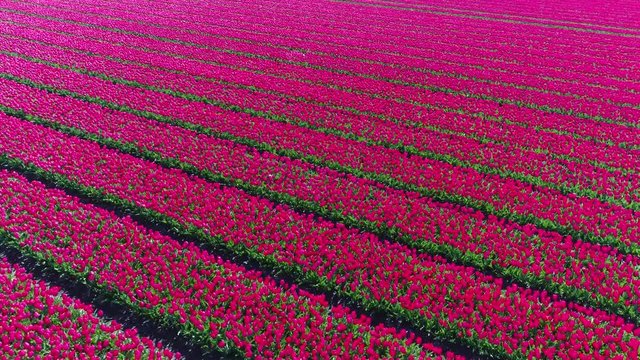 Aerial footage over polder landscape moving down towards fresh pink tulip field beautiful spring theme of flower landscape very bright colors of straight rows of tulip flowers planted for distribution