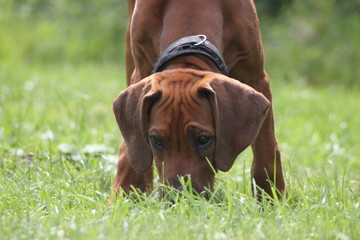 Rhodesian Ridgeback 