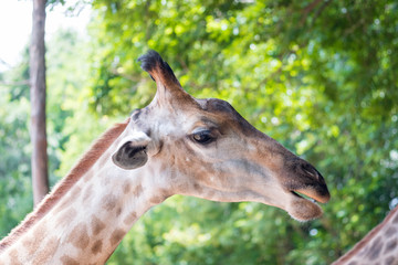 Naklejka na ściany i meble Close up shot of giraffe head in nature