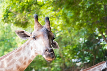 Close up shot of giraffe head in nature