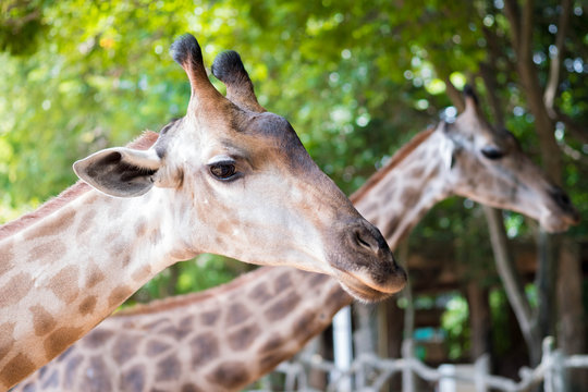 Close up shot of giraffe head in nature