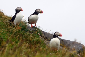 Atlantic puffins, Dyrholaey, Iceland