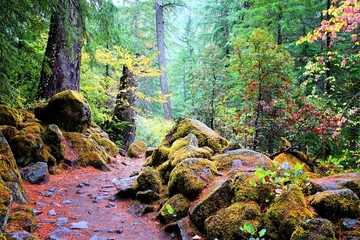 Trail through the lush mossy forests of Oregon during autumn, USA