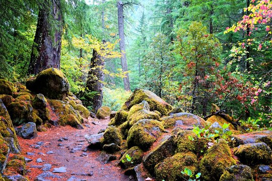 Fototapeta Trail through the lush mossy forests of Oregon during autumn, USA