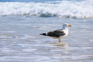 SeaGull