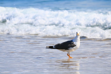 SeaGull