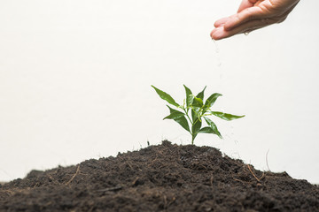  Human hand planting a tree on white background, Save earth concept