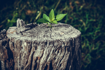 Strong and development as business and success concept, small tree growing up from old trunk