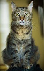 Healthy Mature Cat with Green Eyes on Back of Couch