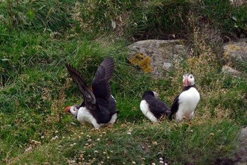 Atlantic puffins, Dyrholaey, Iceland