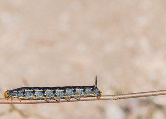 Caterpillar on Stick with Copy Space